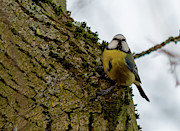 Blue Tit hanging on tree Photograph by Scott Lyons Blue Tit hanging on tree Photograph by Scott Lyons