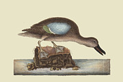 Blue Winged Teal Painting by Mark Catesby