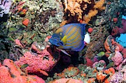 Bluering Angelfish Photograph by Science Photo Library