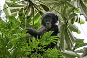 Bonobo Baby In Tree, Democratic Republic Of Photograph by Karine Aigner / Naturepl.com