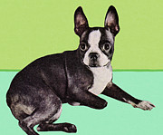Boston Terrier Dog Drawing by CSA Images Boston Terrier Dog Drawing by CSA Images