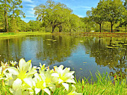Botanical Gardens Pond Photograph by Bill Barber