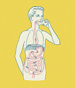 Boy's Gastrointestinal Tract Drawing by CSA Images Boy's Gastrointestinal Tract Drawing by CSA Images