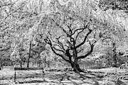 Branch Brook Park Photograph by Anthony Sacco Branch Brook Park Photograph by Anthony Sacco