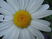 Bright flower Photograph by Karin Ravasio