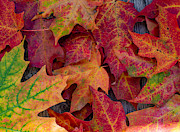 Bright Red and Orange Maple Leaves in the Fall Photograph by L Bosco