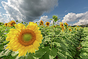 Brightest in its Field Photograph by Amfmgirl Photography