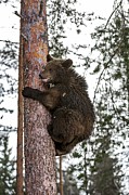 Brown Bear Cub Climbing A Tree Photograph by Science Photo Library