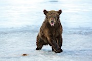 Brown Bear Cub On Ice Photograph by Science Photo Library