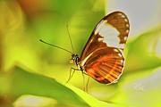 Brown Butterfly on Leaf Photograph by Meta Gatschenberger
