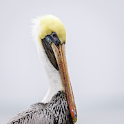 Brown Pelican Portrait Pier 19 Photograph by Debra Martz Brown Pelican Portrait Pier 19 Photograph by Debra Martz