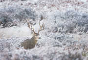 Buck in the Snow Photograph by Darren White