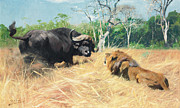 Buffalo And Lion Before The Fight Painting by Wilhelm Kuhnert