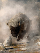 Buffalo in a Blizzard Digital Art by Daniel Eskridge
