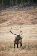 Bull Elk in Yellowstone Photograph by Mark Duehmig