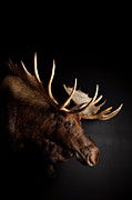 Bull Moose Head With Antlers Photograph by Simon Willms