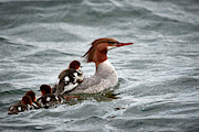 Bunch of Mergansers Photograph by Paul Freidlund Bunch of Mergansers Photograph by Paul Freidlund