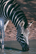 Burchell's Zebra Photograph by Science Photo Library