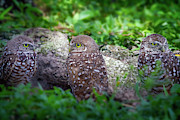 Burrowing Owl Family Photograph by Mark Andrew Thomas