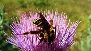 Busy Bee on Purple Thistle Flower Mixed Media by Shelli Fitzpatrick