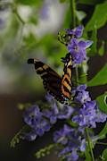 Butterfly in Shadow Photograph by Vallee Johnson