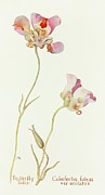 Butterfly Tulip Painting by Margaret Armstrong