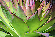 Cactus 4 Photograph by Lou Novick