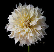 Cafe Au Lait Dalia Photograph by Karen Leigh