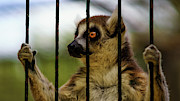 Caged Lemur at Zoo Photograph by Sapiens Verbum Caged Lemur at Zoo Photograph by Sapiens Verbum