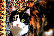 Calico Digital Art by Lisa Yount