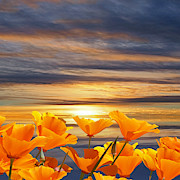 California Dreaming Sunset And Poppies Photograph by Gill Billington