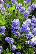 California Lilac (ceanothus Sp.) Photograph by Science Photo Library