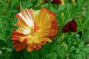 California Poppy (eschscholzia Sp.) Photograph by Science Photo Library
