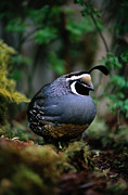California Quail Callipepla Californica Photograph by Art Wolfe