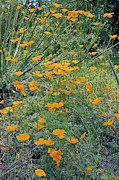 Californian Poppy (eschscholzia Sp.) Photograph by Science Photo Library