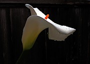 Calla Lily 3 Photograph by Richard Thomas Calla Lily 3 Photograph by Richard Thomas