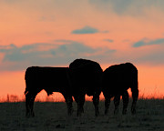 Calves after Sunset 01 Photograph by Rob Graham