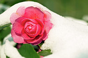 Camellia under the snow Photograph by Delphimages Photo Creations