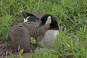 Canada Goose On Nest With Goslings, New York Photograph by John Cancalosi / Naturepl.com Canada Goose On Nest With Goslings, New York Photograph by John Cancalosi / Naturepl.com