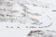 Canadian Timber Wolf / Northwestern Wolf Pack Moving Photograph by Chadden Hunter / Naturepl.com Canadian Timber Wolf / Northwestern Wolf Pack Moving Photograph by Chadden Hunter / Naturepl.com