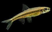 Cape Fear Shiner Notropis Mekistocholas Photograph by Dante Fenolio