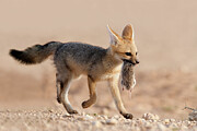 Cape Fox Cub Carrying Small Rodent Prey In Mouth, Kgalagadi Photograph by Ann & Steve Toon / Naturepl.com