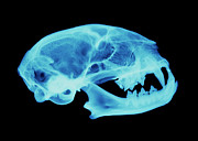 Cat Skull X-ray Photograph by Science Photo Library
