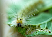 Caterpillar Macro Photograph by Cathy Kovarik