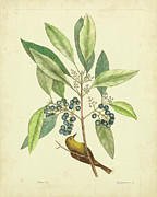 Catesby Bird & Botanical V Painting by Mark Catesby
