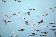Cattle Egrets (bubulcus Ibis) Photograph by Roger De La Harpe