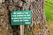 Centennial Oak - Salem Oak Tree Photograph by Louis Dallara Centennial Oak - Salem Oak Tree Photograph by Louis Dallara