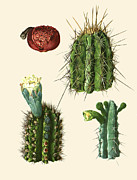 Cephalocereus pentaedrophorus (Labour.) Britton & Rose Painting by M.E. Eaton