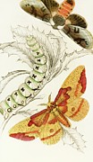 Ceratocampa Imperialis, Harpyia Banksiae Painting by James Duncan Ceratocampa Imperialis, Harpyia Banksiae Painting by James Duncan