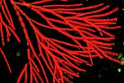 Chaetophora Sp. Alga Photograph by Science Photo Library